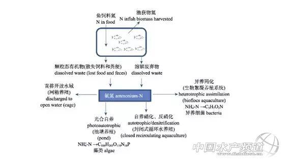 有机物为何引起氨中毒？什么机理？该如何避免？