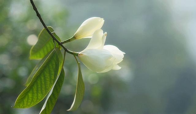 春天里花香浓郁的醉香含笑花