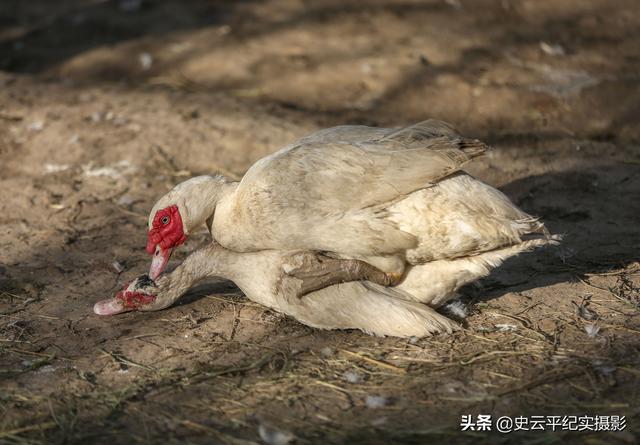 万亩枣园里农村女子养殖一种“怪鸟”，能下蛋能卖肉，看看啥情况