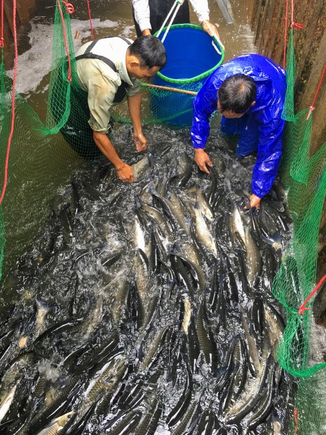 农民脱贫变养鱼能手！集装箱水产养殖扶贫山区近3年产值55万