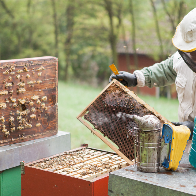 养殖蜜蜂强群必须具备的5个要素，缺少一样都很难