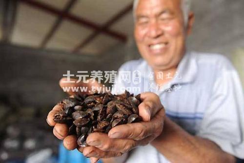 土鳖不土，土元养殖前景很开阔