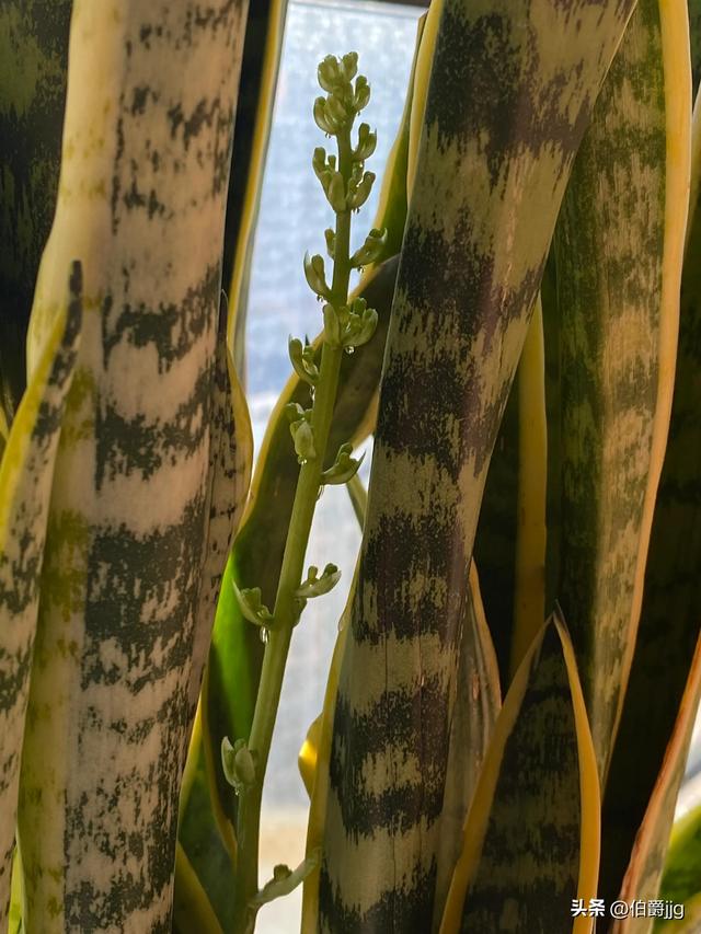 即将开花的虎皮令箭