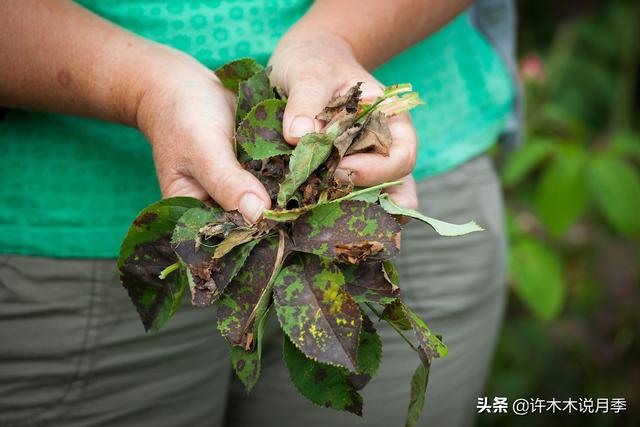 阳台也想种藤本月季？没问题！4种方法任你选，阳台也能做花墙