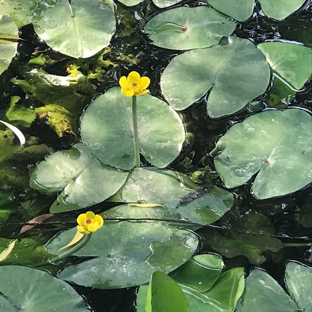 一些花水培养长更好，一旦土培叶子耷拉、花也不开