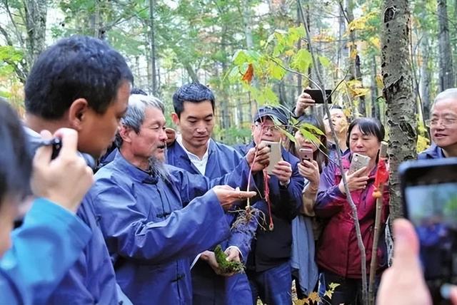 同样是人参，为什么野生能卖出300万天价，人工种植只能论斤卖？