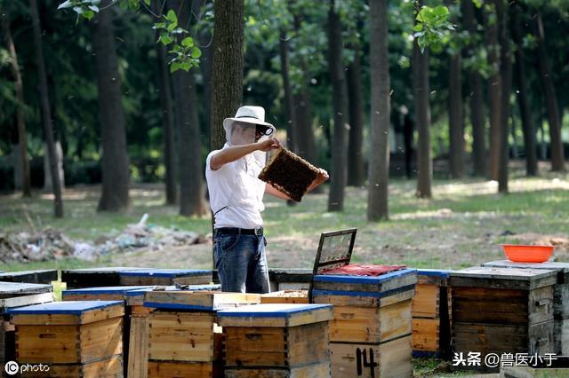 养蜜蜂投资与收益怎么样