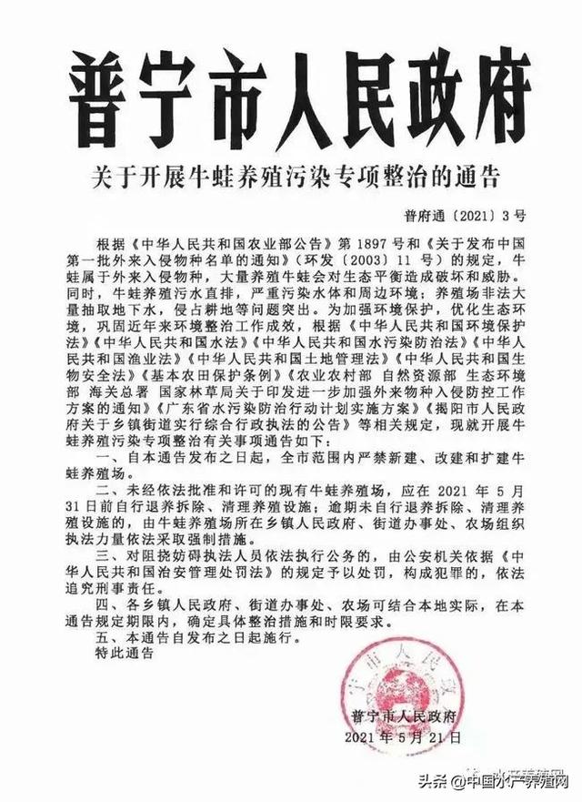 1亩最高赚40万！非法养殖会被重罚？规范牛蛙养殖，广东装备齐全