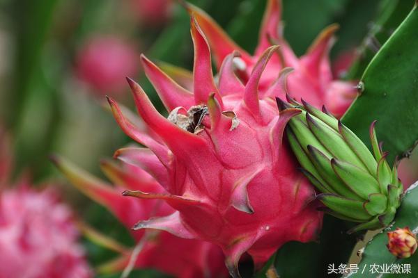 火龙果种植利润如何？投资成本及前景预测