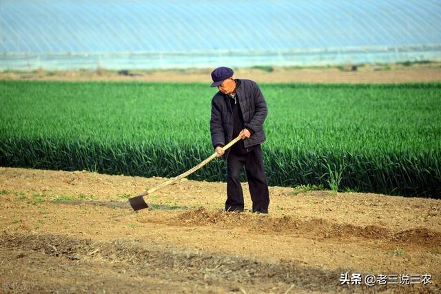 高产秘方！教你种植无虫眼、无分叉的胡萝卜，亩产10000斤不发愁