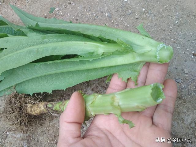 秋冬怎么种油麦菜吃肉质茎？施肥养根、培土、转移害虫目标等管理