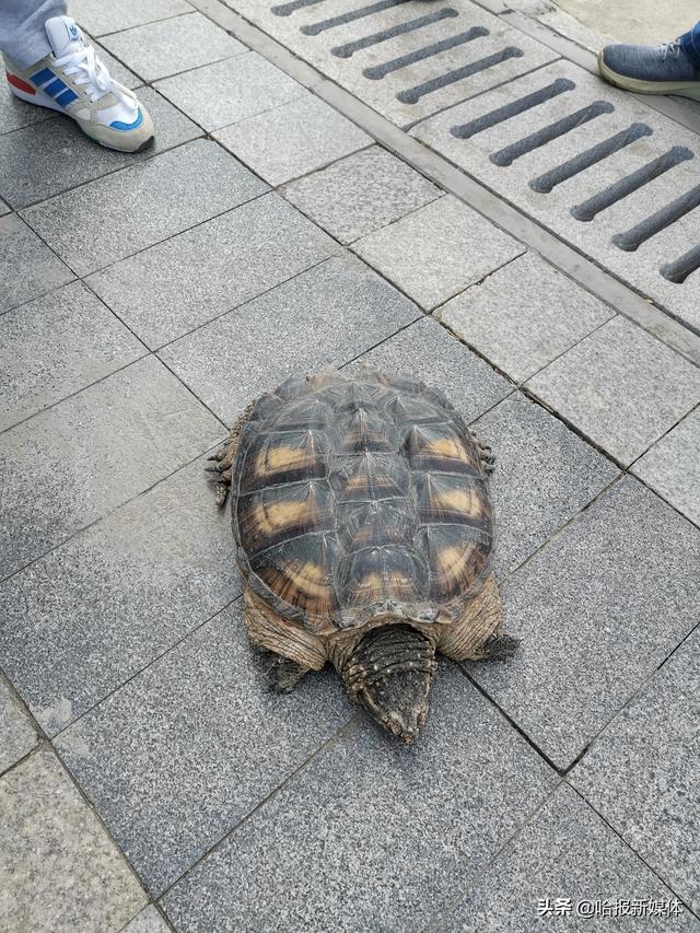 江边路上趴着大乌龟，专家：是鳄龟，属外来物种，千万别往江里放