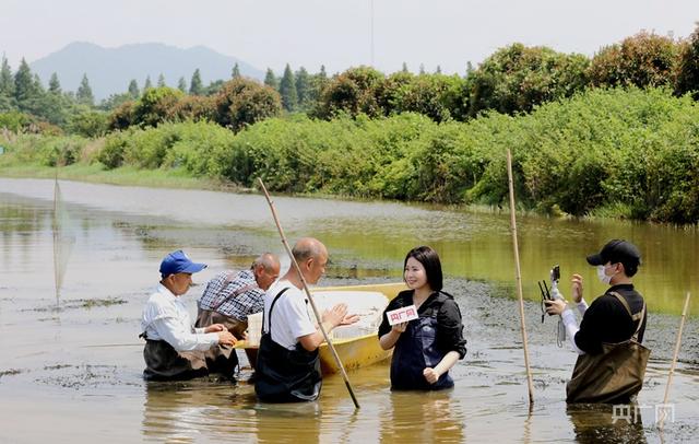 云遇中国·三夏之约｜江西彭泽：“小龙虾”铺就乡村振兴“富民路”