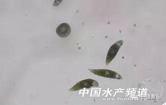 水质水色与藻类的关系及调控措施