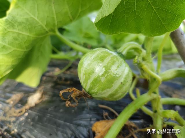 湖北云梦：隔蒲潭陈刘瓜瓜叫 隔蒲潭陈刘顶呱呱