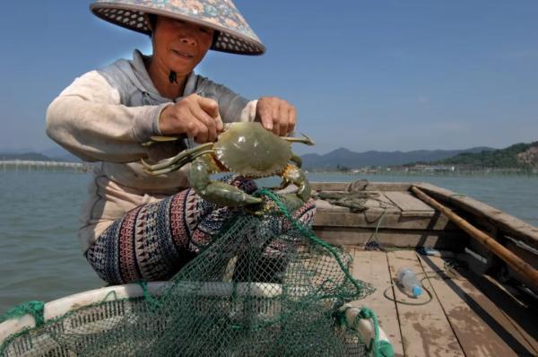 鲜味回归！别流口水！宁波养殖梭子蟹夏捕开始