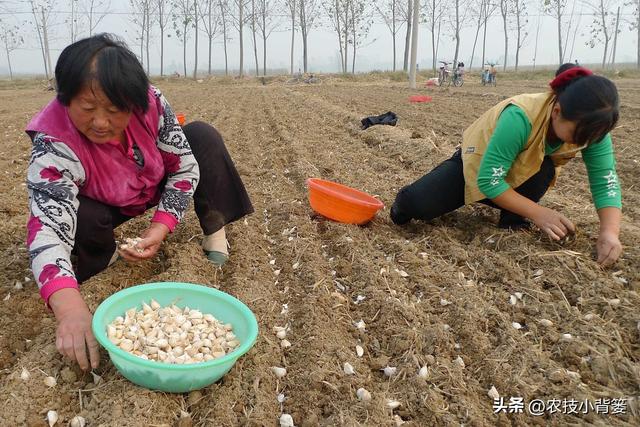 秋播大蒜有哪些种植管理技巧？从播种到越冬前抓好这7点就够了