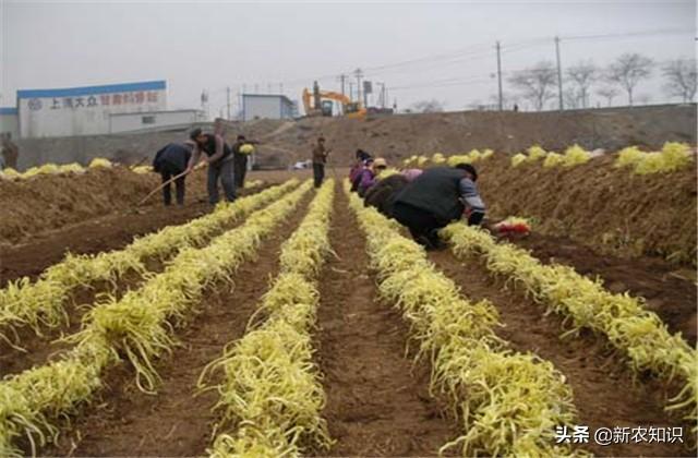 韭黄种植技术，种植户要注意这几点啦