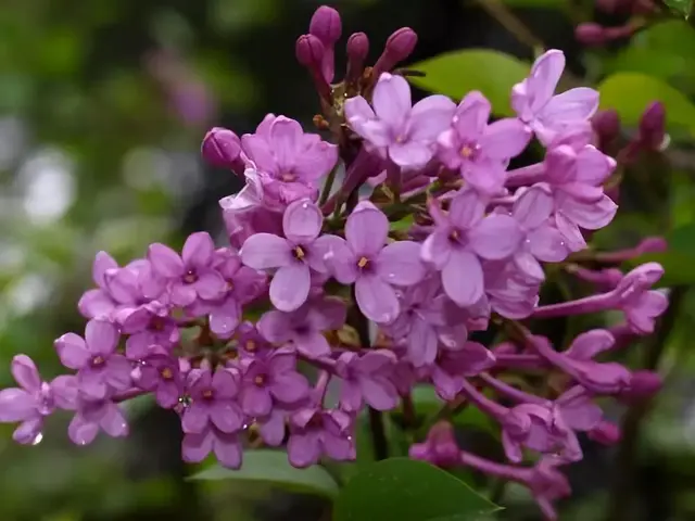 想要养殖好丁香花，掌握9个技巧，给你繁花锦簇