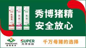 母猪养殖效益(现在养一头猪赚多少？官方发布散户、规模场利润，你拖后腿了吗？)