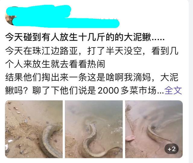 十几斤大泥鳅？广州小伙珠江边钓鱼，碰到有人放生“大型水族”