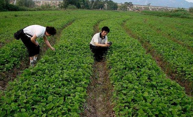 桑树种子育苗方法有哪些？苗圃该如何选择和建设？看完这篇就懂了