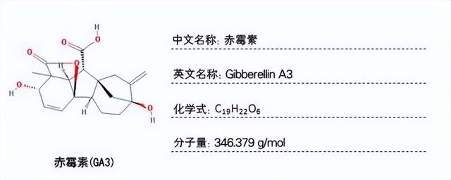 您见过绿萝开花吗？自然生长的绿萝开不了花！但要让它开花也容易