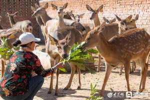 山东鹿养殖基地(我和我的城市丨与“鹿”共舞 青岛亿联生物助推乡村振兴)