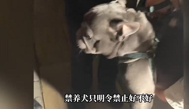 男子遛斗牛犬时遇城管清理犬只，飞速逃离遭拦下