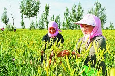 宁夏盐池：“白的羊”“黄的花”富了农民家