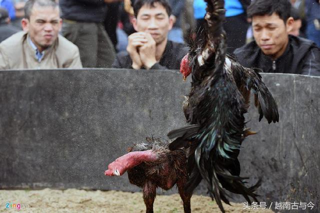 越南春节斗鸡大赛场面异常激烈，吸引众多民众欣赏观看