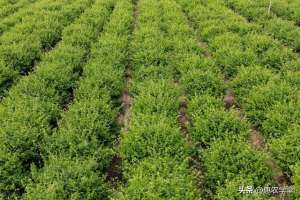 金银花种植技术与管理(金银花种植全攻略：从基肥到病虫害防治，一文全解析)