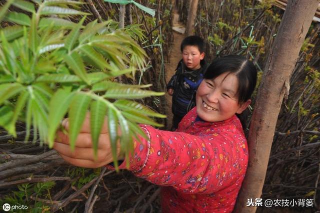 香椿种苗繁殖的方法有哪些？每种繁殖方法有哪些操作管理细节？