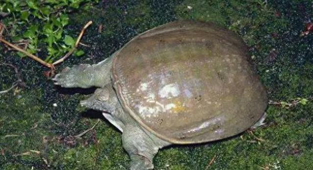 山瑞鳖的生物学特性及人工养殖技术