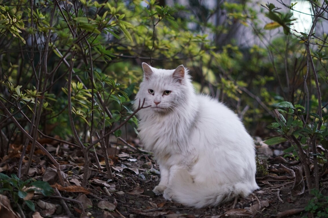 “国产猫”颜值都不高？那是你还没遇到临清狮子猫