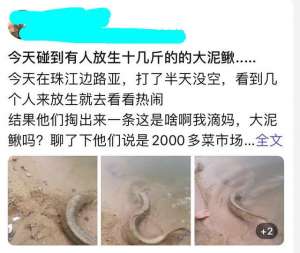 泥鳅养殖视频播放(十几斤大泥鳅？广州小伙珠江边钓鱼，碰到有人放生“大型水族”)