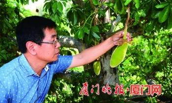 厦门植物园猴面包树首次结果！它长什么样子？