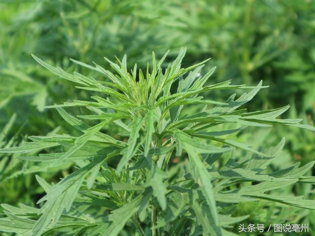 农村男子种植一种农作物，每亩收入3000元，他有一个更大的愿望