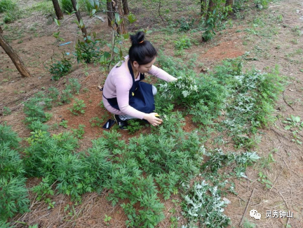 【灵秀钟山 水墨画廊】有吃有玩！钟山这个自治区休闲农业与乡村旅游示范点，宛如世外桃源...