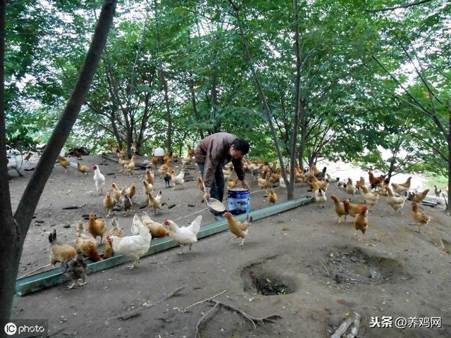 林下养鸡，你需要知道的几个关键点，以免追悔莫及