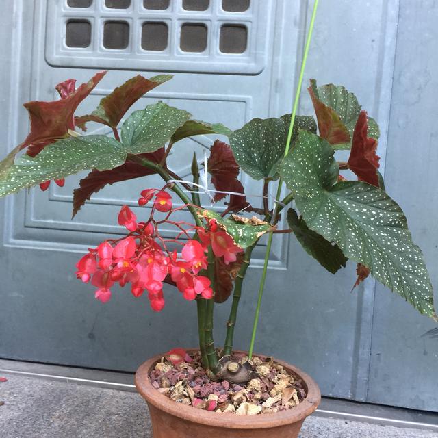 一种很优秀的开花植物，全年有花开，种植很容易，室内盆栽也可以