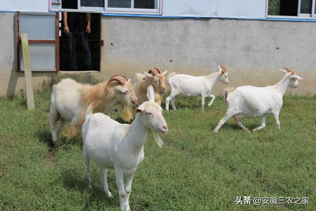 到底是养公羊赚钱还是养母羊赚钱，养羊冷知识，学会后作用可不小