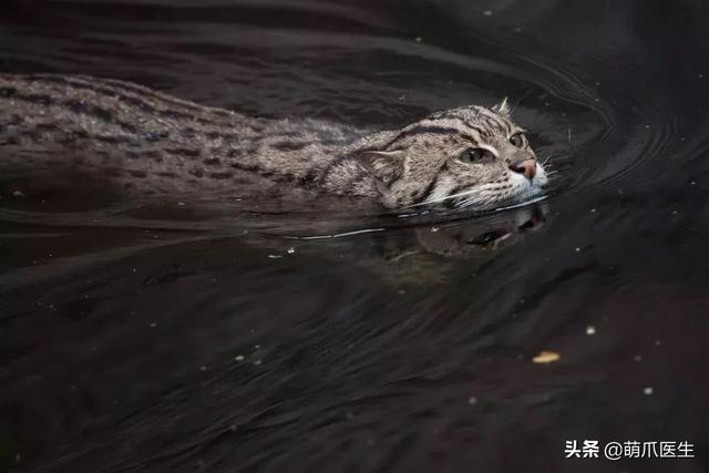 秋刀鱼的滋味，你的猫并不想了解！