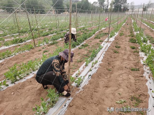 临夏县黄泥湾镇：特色种植助推乡村振兴