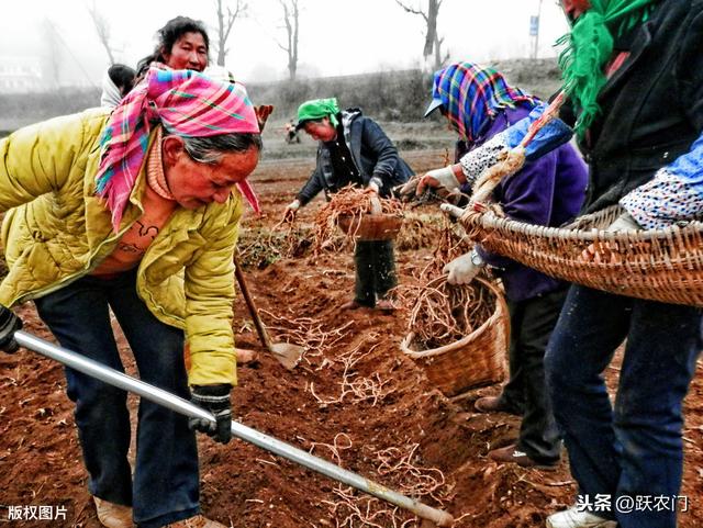 侧耳根高产高效栽培技术，已经批量种植，农民这样做可采收多年