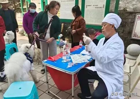 玉溪街道脚盆田社区：注射狂犬疫苗 保障养犬安全