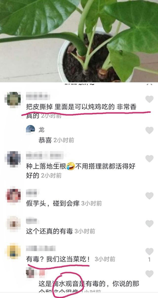 “滴水观音”是不是真的有毒？