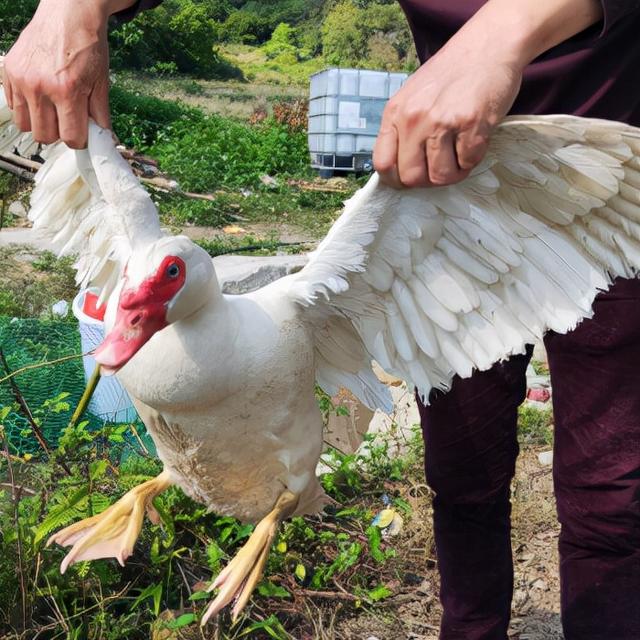 番鸭怎样快速养红脸番鸭吃什么长得快 怎样可以让番鸭脸红得快