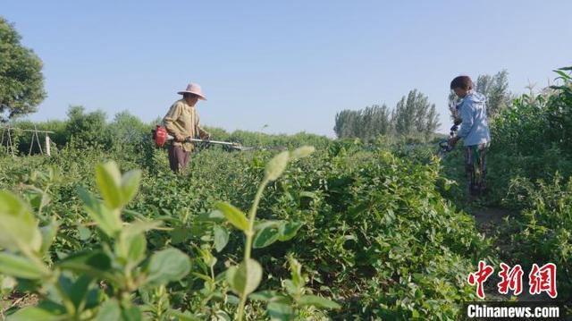 “金银花+养羊”河北武邑构建种养结合生态链助农增收