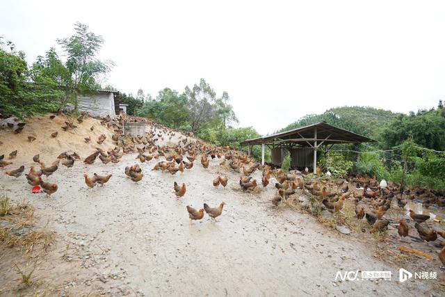 在清远养鸡的湖南85后小伙：风险小，还有技术人员提供服务